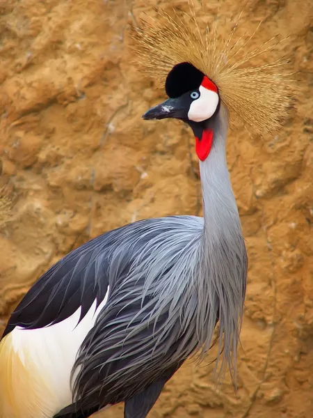 stock image Beautiful Crowned Crane