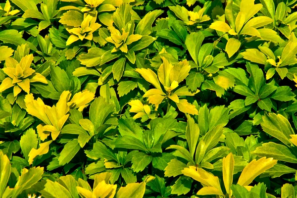 黄绿色叶子的背景 — 图库照片