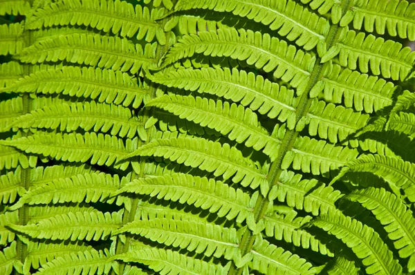 Beautiful background of fern leaves — Stock Photo, Image