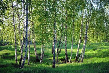 Birchs. North landscape. clipart