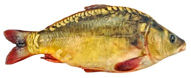 Fresh mirror carp clipart