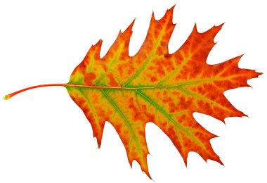 Autumn maple-leaf