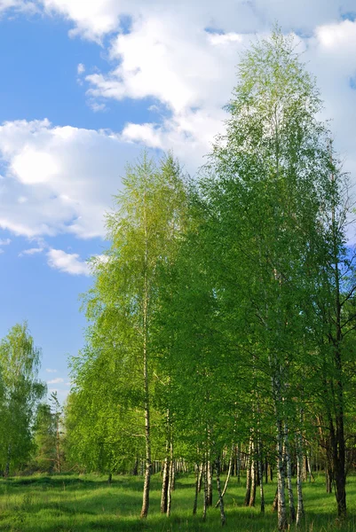 Birchs. Noord landschap. — Stockfoto