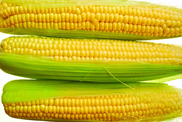 Young corn — Stock Photo, Image