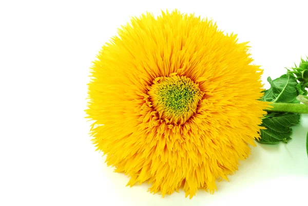 Sunflower image for an interior — Stock Photo, Image