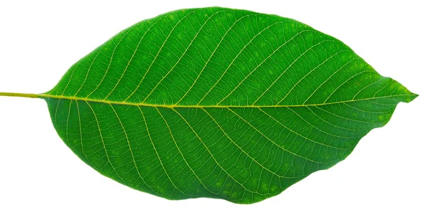 호두의 잎 — 스톡 사진