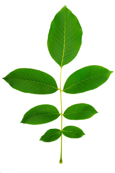 Leaf of walnut — Stock Photo, Image
