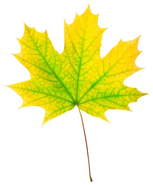 Jesień liść klonu — Zdjęcie stockowe