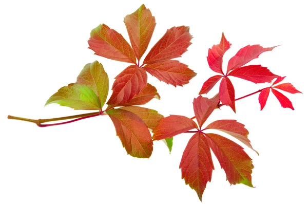 秋のつるの葉 — ストック写真