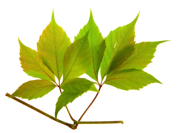 Autumn vine leaf — Stock Photo, Image