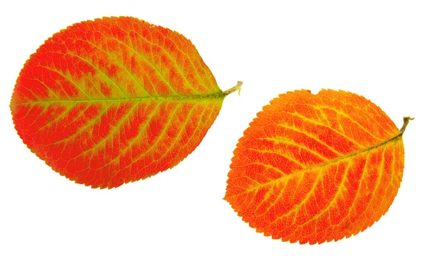가 잎 — 스톡 사진