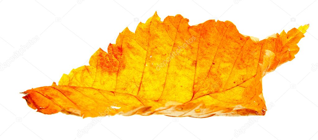 Autumn wilting leaf