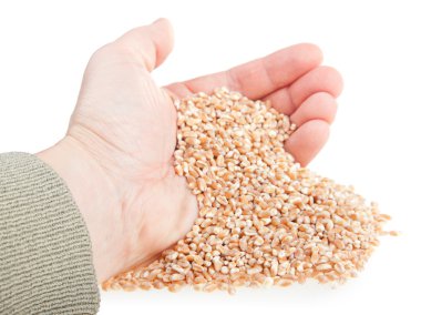 Wheat seeds handful clipart