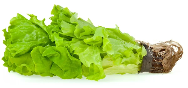 Fresh green plant lettuce — Stock Photo, Image