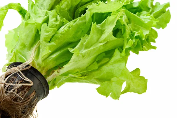 Friss zöld növényi saláta — Stock Fotó