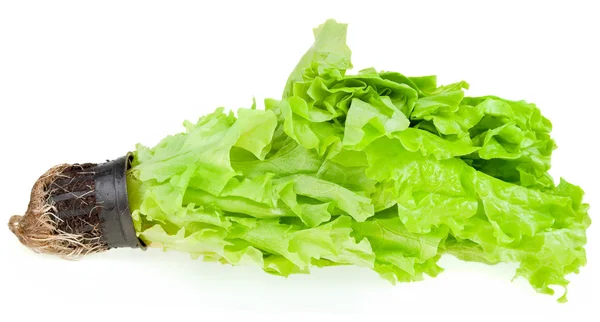 Fresh green plant lettuce — Stock Photo, Image