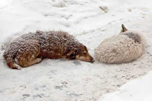 Stray cães dormindo na neve — Fotografia de Stock