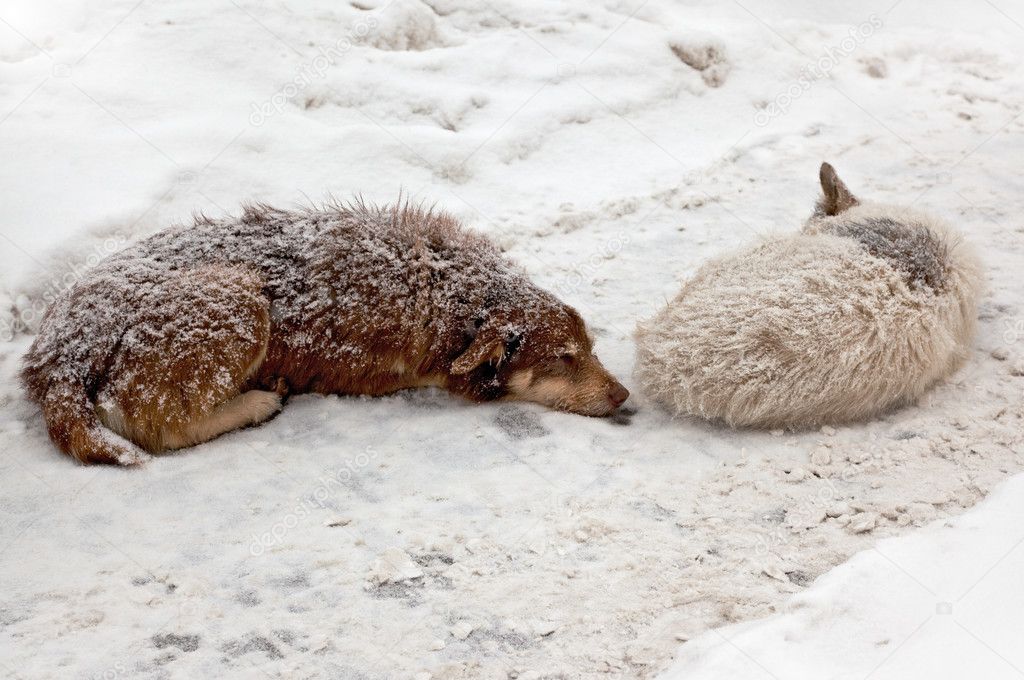Stray dogs sleeping in the snow