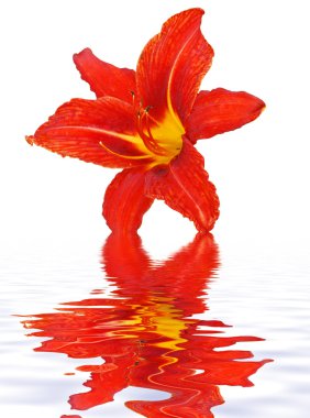 Turuncu lily