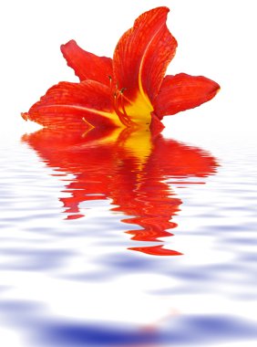 Orange lily clipart