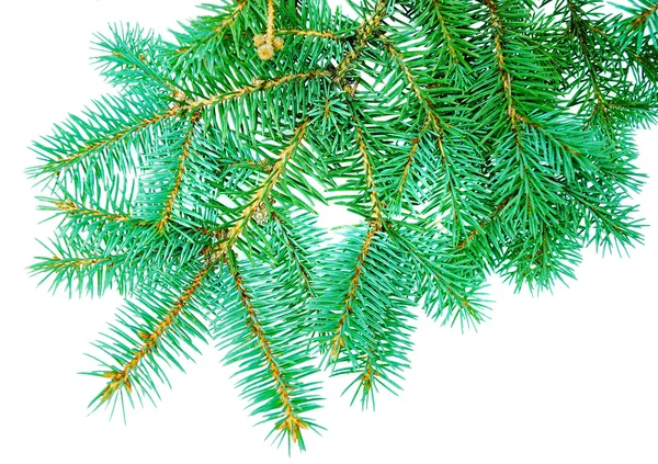 Branches of fir-tree — Stock Photo, Image