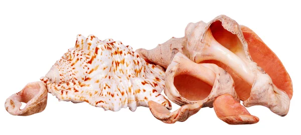 Cockleshells morskie — Zdjęcie stockowe