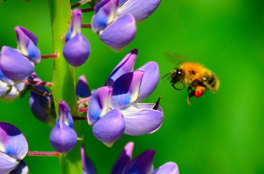 Lupine ve yaban arısı