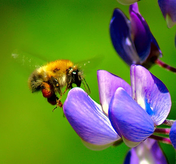 Hierba melífera de abejorro — Foto de Stock