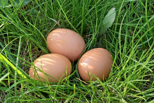 Madár tojás — Stock Fotó