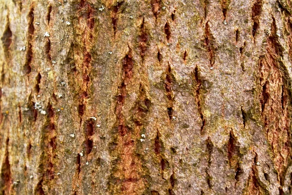 Crust walnut — Stock Photo, Image
