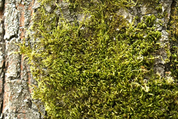 stock image Green moss