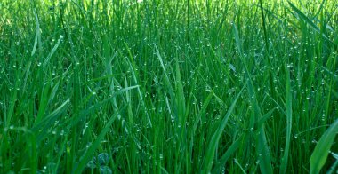 Dew upon green grass clipart