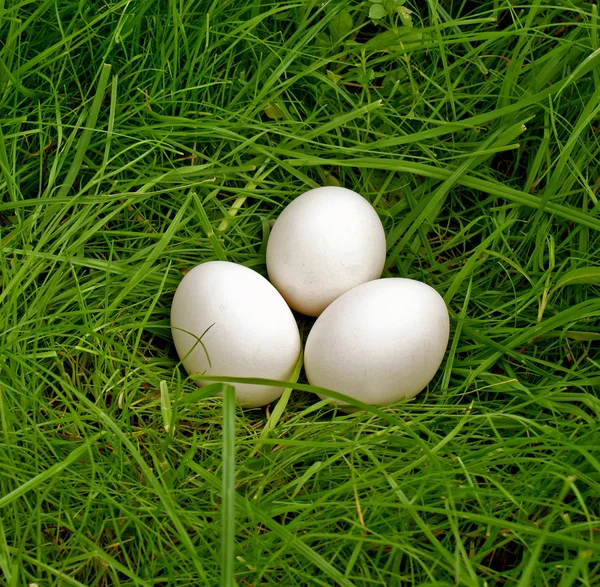 Yeşil çimenlerin üzerine yumurta tavuk — Stok fotoğraf
