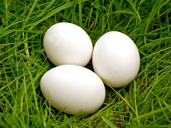 Slepičí vejce na zelené trávě — Stock fotografie