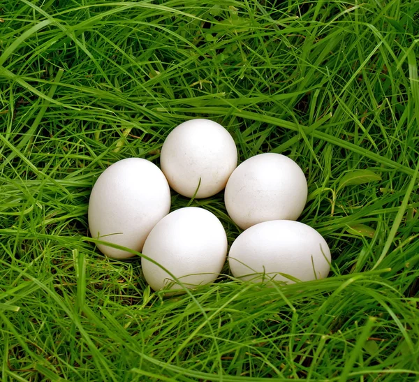 Chicken egg upon green grass — Stock Photo, Image