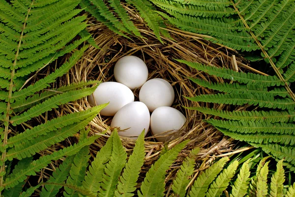 Nest forest bird — Stock Photo, Image