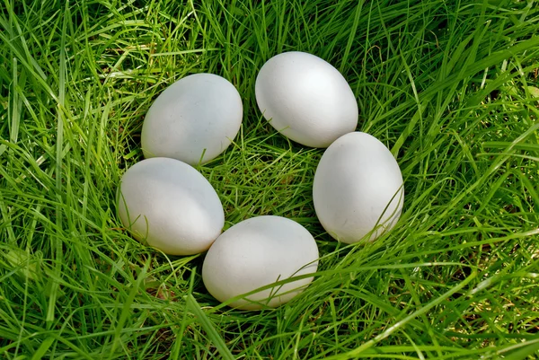 Yeşil çimenlerin üzerine yumurta tavuk — Stok fotoğraf