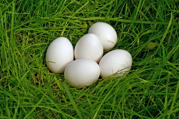 Slepičí vejce na zelené trávě — Stock fotografie