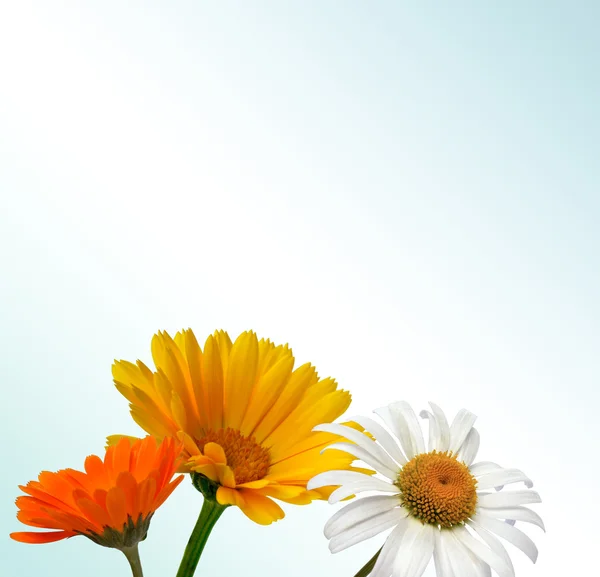 Field flower — Stock Photo, Image