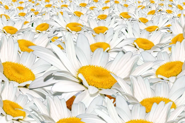 Field white camomile — Stock Photo, Image