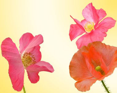 Flower field poppy clipart