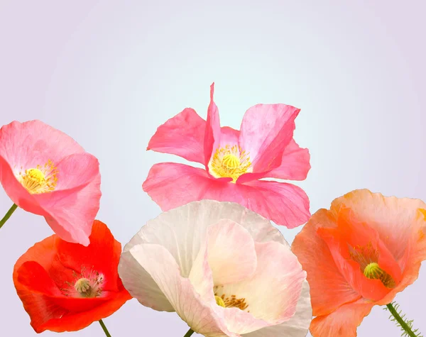 Flower field poppy — Stock Photo, Image