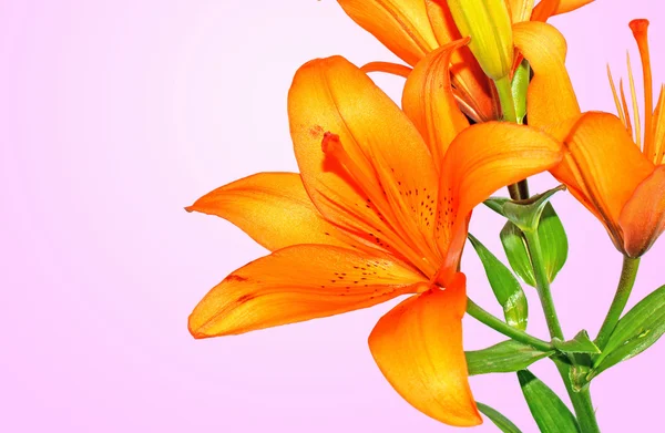 Lírio flor bonita — Fotografia de Stock