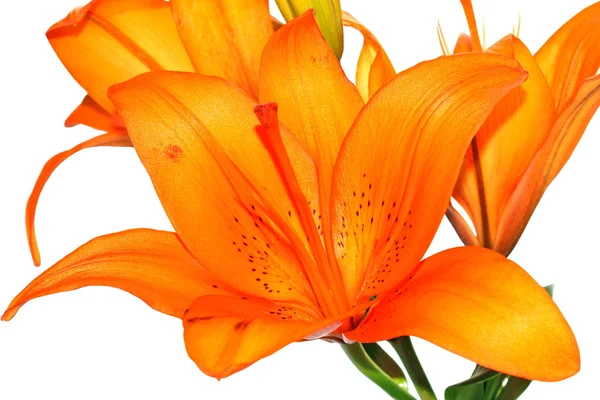 Flower lily — Stock Photo, Image