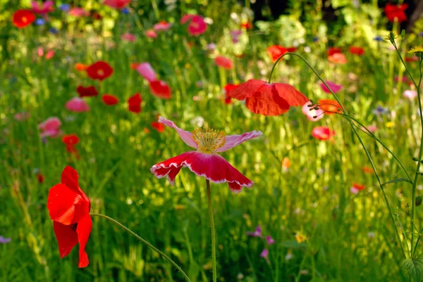 Campo de flores amapola —  Fotos de Stock