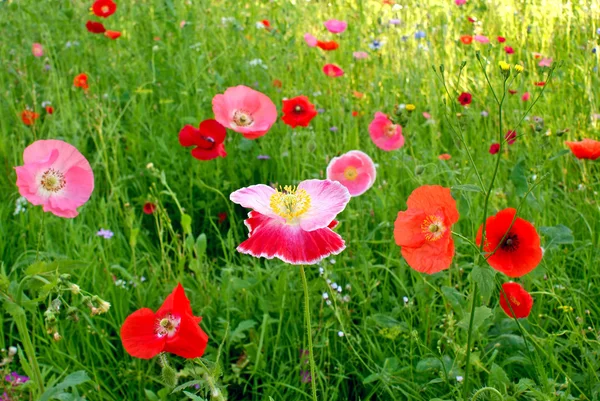 Papoila de campo de flor — Fotografia de Stock