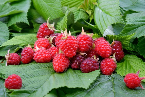 Appetizing raspberry — Stock Photo, Image