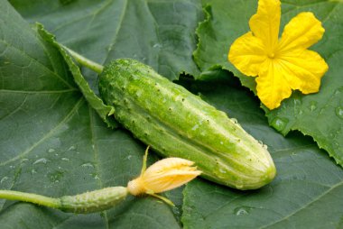 Green young cucumber clipart