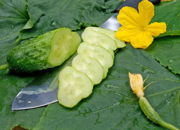 Groene jonge komkommer — Stockfoto