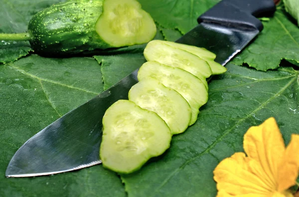 Jeune concombre vert — Photo